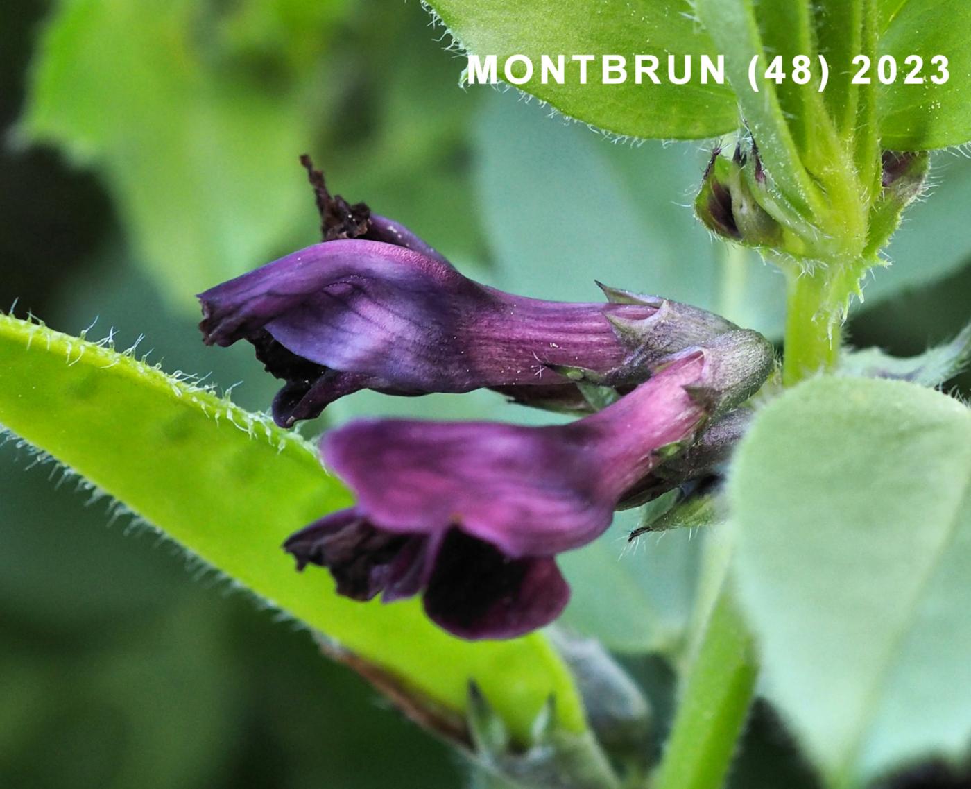 Vetch, Toothed flower